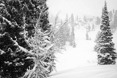 View of snow covered trees