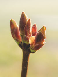 Close-up of plant