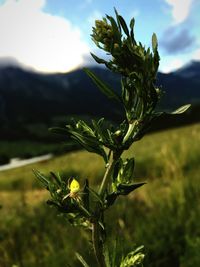 Close-up of flowering plant on field