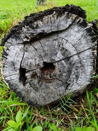 High angle view of tree stump in forest