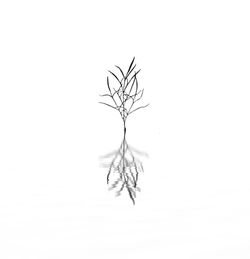 Dead plant over white background