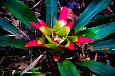 Close-up of cactus growing outdoors