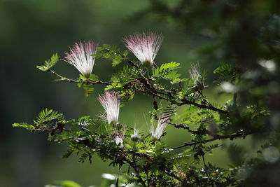 Close-up of pink flowers