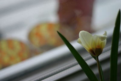 Close-up of flower blooming indoors