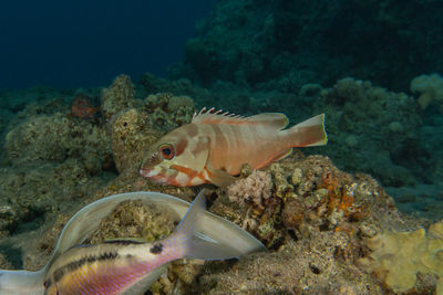 Fish swimming in sea