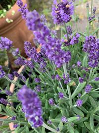 Close-up of purple flowering plants
