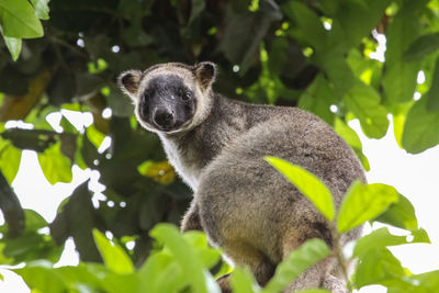 Low angle view of a lumholtz tree kangaroo on tree