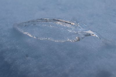 Close-up of turtle in sea