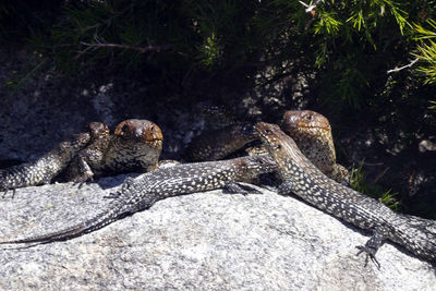 View of lizard on rock