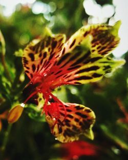Close-up of red flower