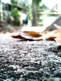 Close-up of surface level of stones