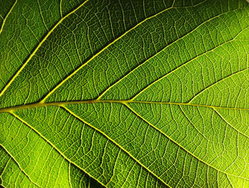 Full frame shot of leaf