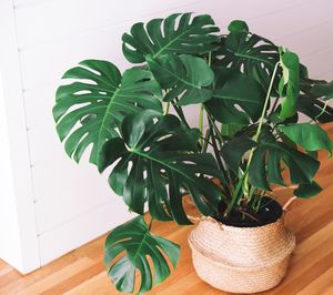 High angle view of potted plant on table at home