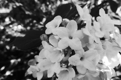 Close-up of white flowering plants in park