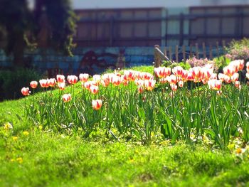 Flowers blooming on field