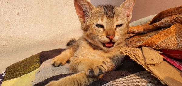 Close-up portrait of a cat