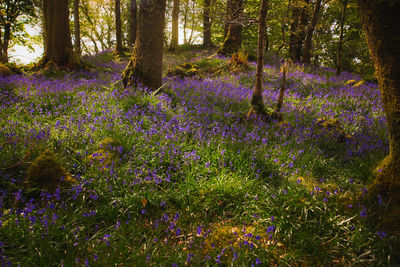 Purple flowering plants on field