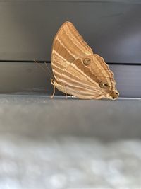 Close-up of butterfly on wall