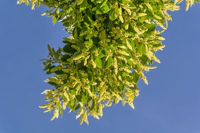 Close-up of fresh green plant against clear sky