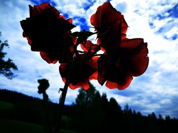 Low angle view of flower blooming against sky