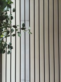 Close-up of plant against wall