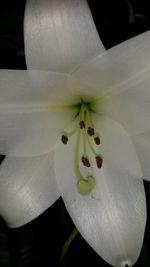 Close-up of white lily blooming outdoors