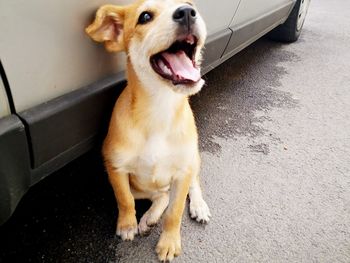 High angle view of dog in car