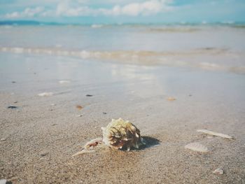 Scenic view of sea