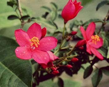 Close-up of red flowers blooming outdoors