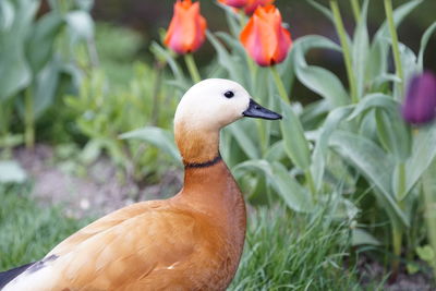 Close-up of duck on field