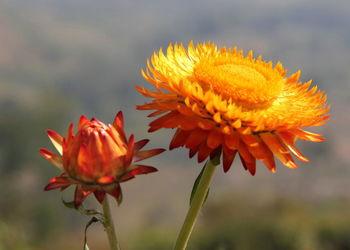 Close-up of orange flower blooming outdoors