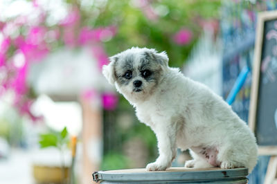 Portrait of white puppy