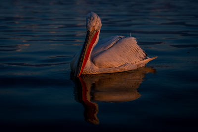 Close-up of bird in lake