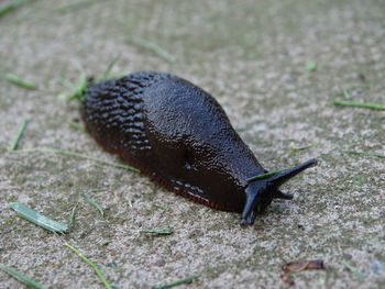 Close-up of snail