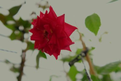 Close-up of red hibiscus blooming outdoors