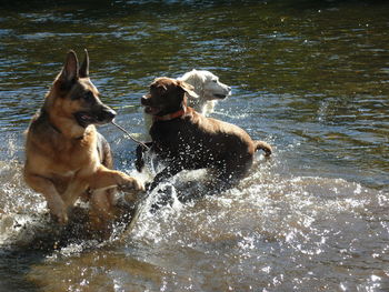 Dogs playing in river