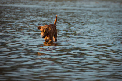 Dog swimming in lake