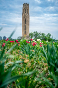 View of flowering plants against sky