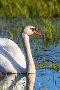 Portrait of a mute swan at a lake