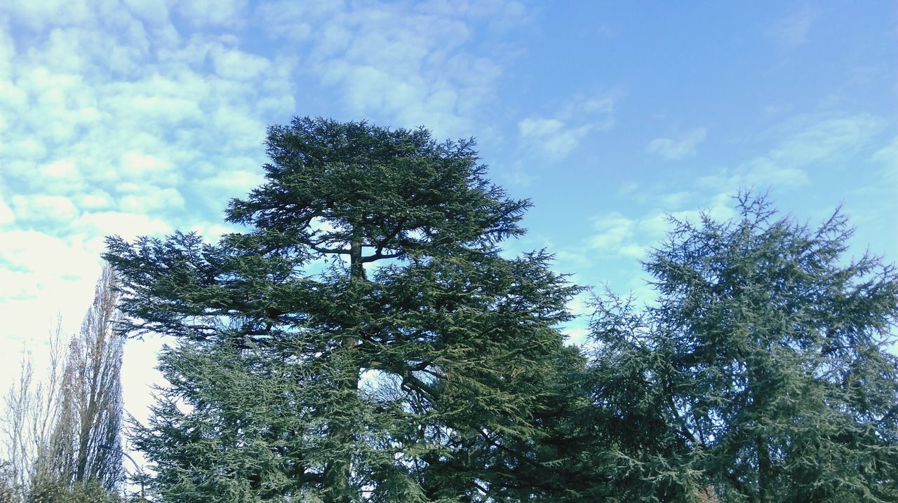 tree, low angle view, sky, growth, nature, cloud - sky, no people, day, outdoors, beauty in nature