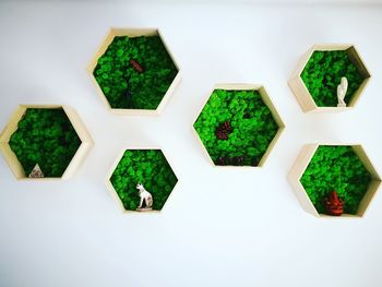 Directly above shot of potted plants on white background