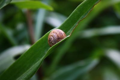 Close-up of green leaf