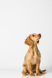 Close-up of dog sitting against white background