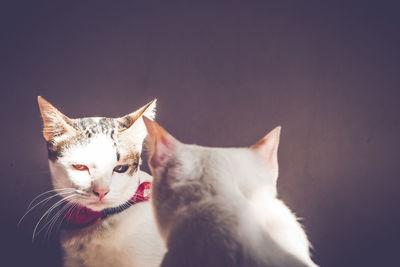 Close-up portrait of cat against white background