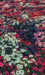 Full frame shot of multi colored flowers