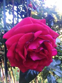 Close-up of flower blooming outdoors