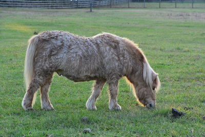 Horse grazing in a field