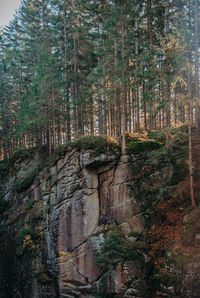 Trees growing in forest