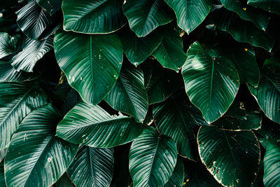 Full frame shot of green leaves