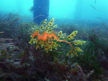 Fish swimming in sea